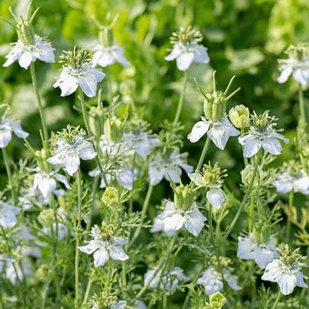 14 Faayidaa Fayyaa Qorichaa Daraaraa Feenii (Nigella Sativa) .
