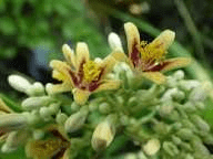 20 Faayidaa Fayyaa Qorichaa Pleioceras barteri (African Peach) .