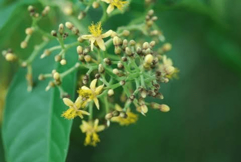 Medicinal Health Benefits of Pleioceras barteri (African Peach)