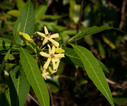 Medicinal Health Benefits of Pleioceras barteri (African Peach)