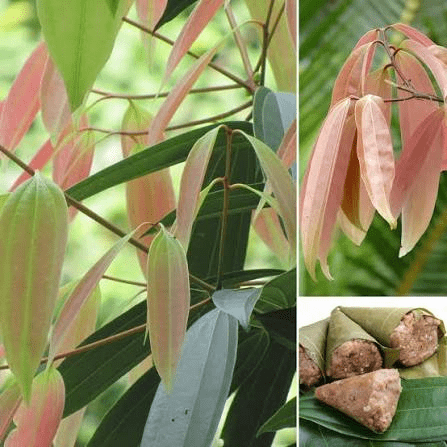 Medicinal Health Benefits of Cinnamomum Malabatrum (Malabar Cinnamon)