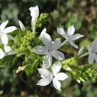 Izinzuzo Zempilo Ezingama-20 Zokwelapha ze-Plumbago zeylanica (Ceylon Leadwort)
