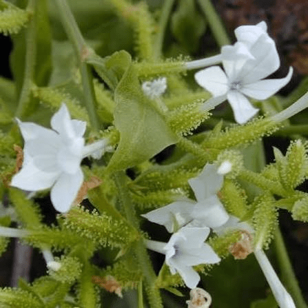 Medicinal Health Benefits of Plumbago zeylanica (Ceylon Leadwort)