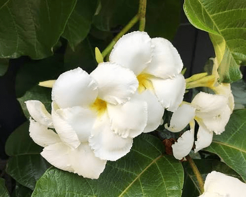 Medicinal Health Benefits of Dawn Vine (Chonemorpha Fragans)