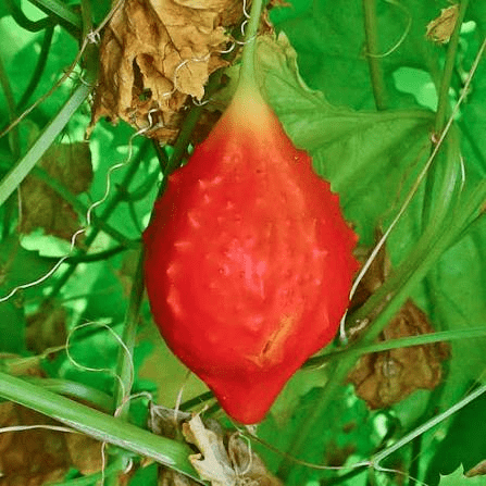 Health Benefits of Momordica balsamina (Balsam Apple)