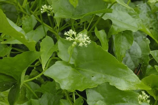 Health Benefits of Mikania Natalensis (African Mile-a-Minute)