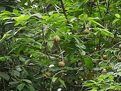 Health Benefits of Hydnocarpus castaneus (Chaulmoogra)