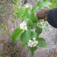 Health Benefits of Holarrhena floribunda (Holarrhena)