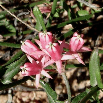 Medicinal Health Benefits of Microloma (Microloma sagittatum)