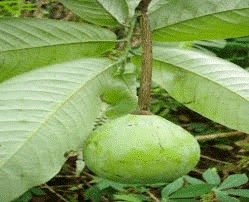 Health Benefits of Monodora myristica (African nutmeg)