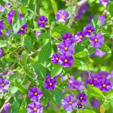 20 Faayidaa Fayyaa Qorichaa Nonochton (Nonochtonicus Miraculous) .