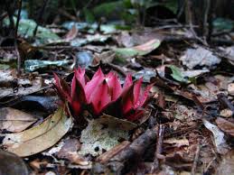 Medicinal Health Benefits of Thonningia (Thonningia sanguinea)