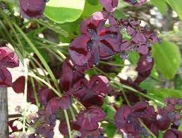 Bienfaits médicinaux de Akebia Trifoliata (chocolat vigne)