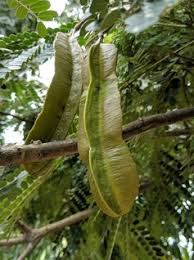 Medicinal Health Benefits of Tetrapleura tetraptera (Aidan fruit)