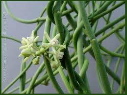 8 Medicinal Health Benefits of Cynanchum Acidum (Chirata)