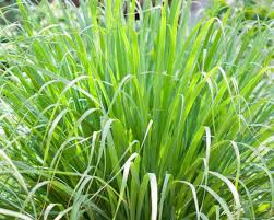 Medicinal Health Benefits of Lemongrass (Cymbopogon Citratus)