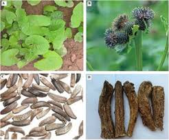 Medicinal Health Benefits of Saussurea obvallata (Brahma Kamal)