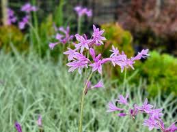 Medicinal Health Benefits of Tulbaghia violacea (Society Garlic)