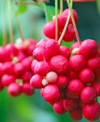 Bienfaits médicinaux de Schisandra chinensis (Schisandra)