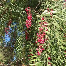 Bienfaits médicinaux du Péruvien Peppertree (Schinus molle)