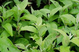 10 Medicinal Health Benefits of Blumea Balsamifera (Sambong)