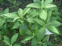 10 Medicinal Health Benefits of Blumea Balsamifera (Sambong)