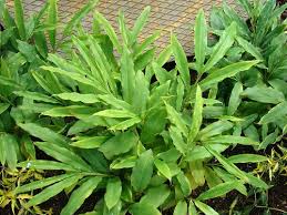 10 Bienfaits Médicinaux de la Cardamome Noire (Amomum subulatum)