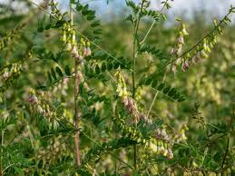 Medicinal Health Benefits of Astragalus mongholicus (Mongolian milkvetch)