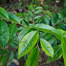 Bienfaits médicinaux d'Aquilaria sinensis (Chinois du bois d'agar)