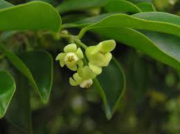 Bienfaits médicinaux d'Aquilaria sinensis (Chinois du bois d'agar)