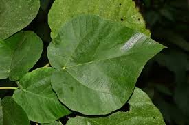 Bienfaits médicinaux de Dendrocnide Falcata (Gympie Gympie)