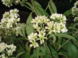 Medicinal Health Benefits of Vernonia amygdalina (Bitter Leaf)