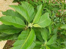 Medicinal Health Benefits of Vernonia amygdalina (Bitter Leaf)