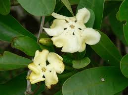 20 Bienfaits Médicinaux de Voacanga thouarsii (Afrique du Café Sauvage)