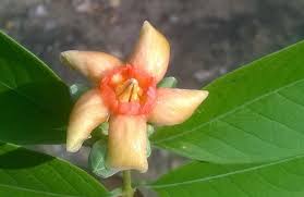 Medicinal Health Benefits of Wrightia demartiniana (Pala Indigo Plant)