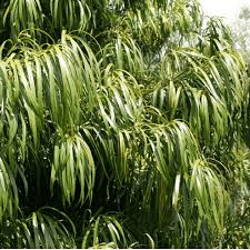 Medicinal Health Benefits of Podocarpus henkelii (Henkel's Yellowwood)