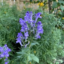 Medicinal Health Benefits of Scutellaria (Skullcap)