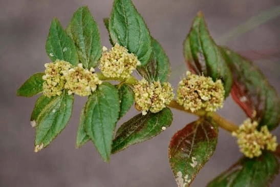 Medicinal Health Benefits of Euphorbia Hirta (Asthma Plant)