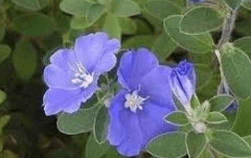 Medicinal Health Benefits of Evolvulus Alsinoides (Shankhpusphi)
