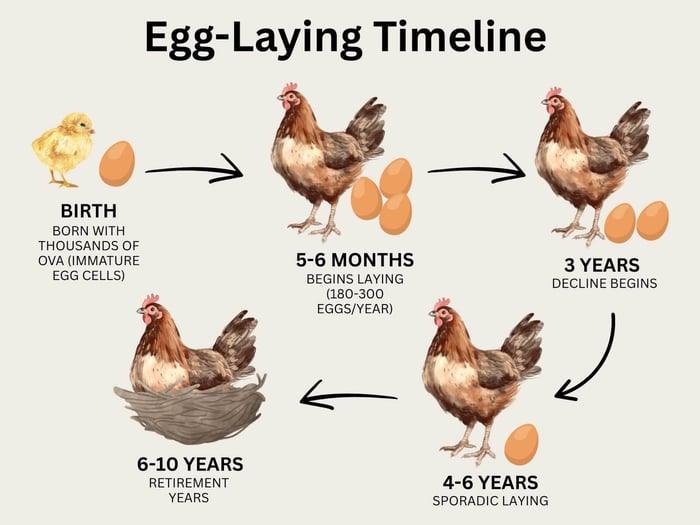 Factors that Prevent Pullets from Laying Eggs at the Appropriate Time
