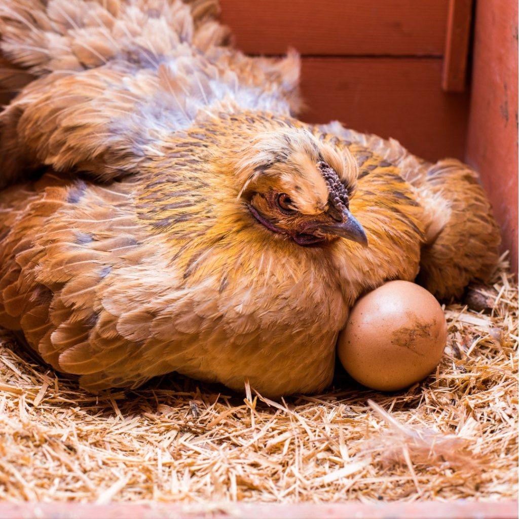 Factors that Prevent Pullets from Laying Eggs at the Appropriate Time