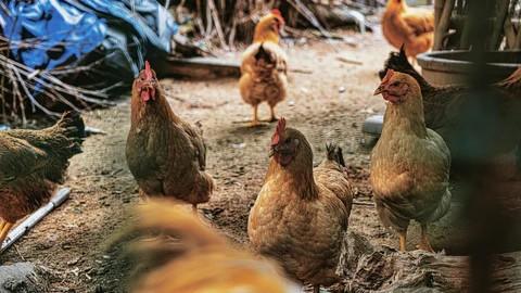 Factors that Prevent Pullets from Laying Eggs at the Appropriate Time