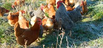 Factors that Prevent Pullets from Laying Eggs at the Appropriate Time