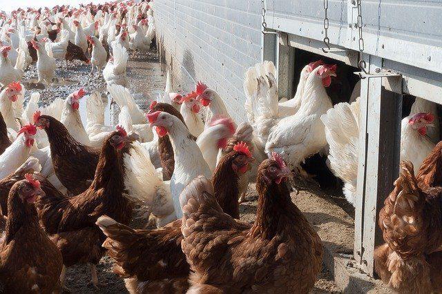 Factors that Prevent Pullets from Laying Eggs at the Appropriate Time