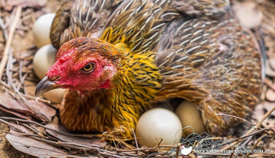 Les Poussins d'un jour vs Point de Lay: ce Qui Devrait Vous Acheter et Quand?