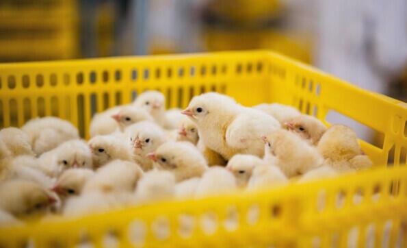 Les Poussins d'un jour vs Point de Lay: ce Qui Devrait Vous Acheter et Quand?