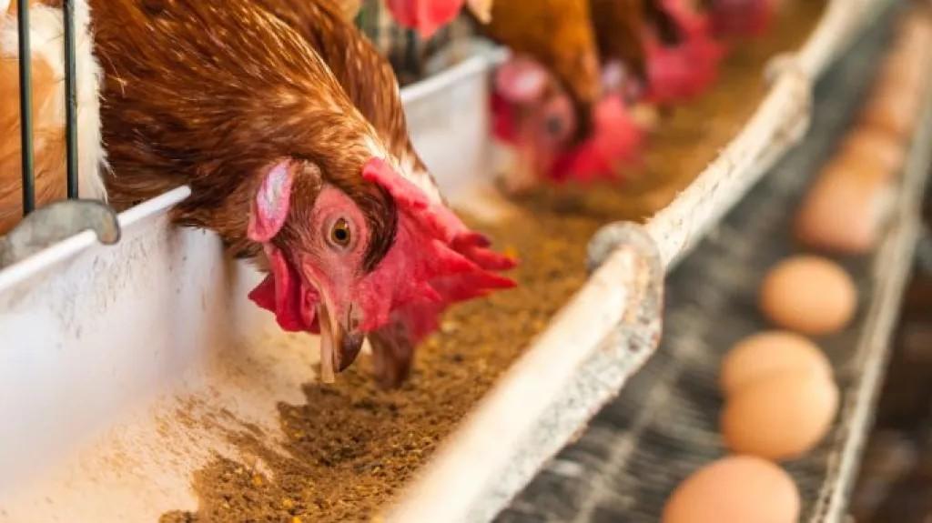 Les Poussins d'un jour vs Point de Lay: ce Qui Devrait Vous Acheter et Quand?