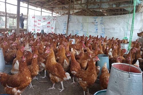 Les Poussins d'un jour vs Point de Lay: ce Qui Devrait Vous Acheter et Quand?