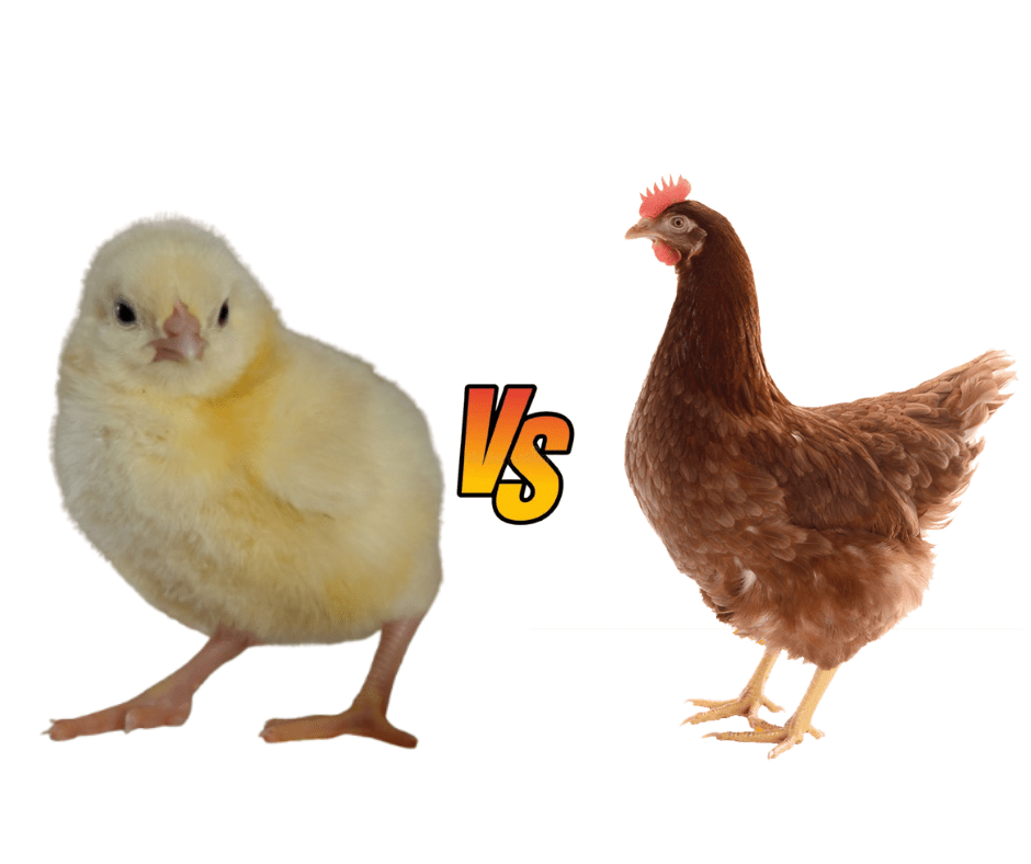Which is More Profitable? Raising Day-Old Pullets or Buying Point of Lay Layers?