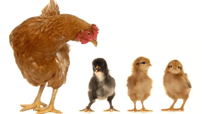 Which is More Profitable? Raising Day-Old Pullets or Buying Point of Lay Layers?